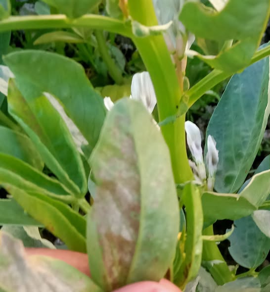 ايه السبب بعدالرى ووضع نترات